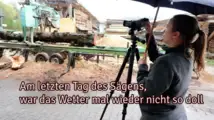 Das Bäumesägen im Regen Das Bäumesägen im Regen